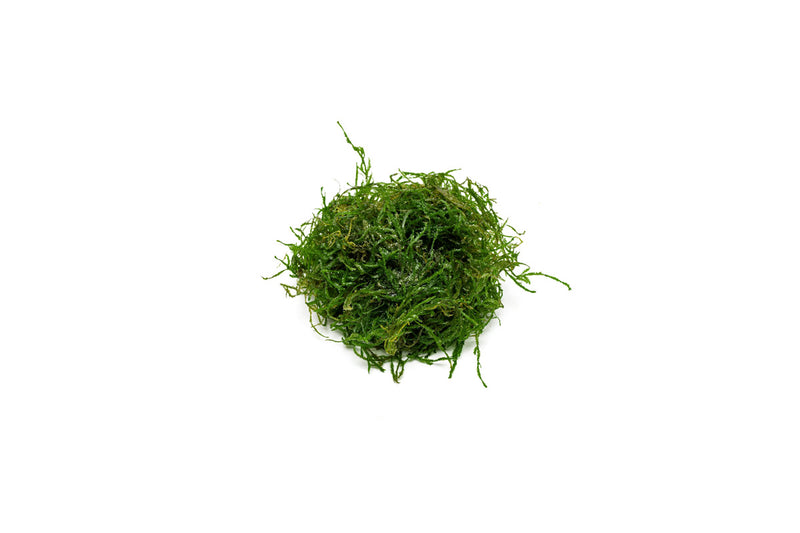 Bright orange Flame Moss from BUCE, showcasing vibrant, flame-colored moss with lush green accents in a natural setting.