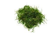 Bright orange Flame Moss from BUCE, a lush moss plant with fiery-colored foliage suitable for terrariums and vivariums.