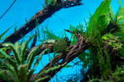 Bright green Flame Moss by BUCE, lush moss plant with vibrant, flame-like tips perfect for terrariums and vivariums.