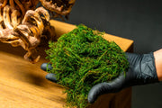 Bright green Flame Moss from BUCE, a lush moss plant ideal for terrariums and vivariums, with vibrant flame-like tips.