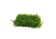 Flame Moss on Stainless Steel Moss - Buce Plant