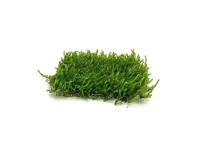 Flame Moss on Stainless Steel Moss - Buce Plant