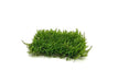 Flame Moss on Stainless Steel