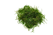 Aquarium Moss Collector Pack Aquatic Plant - Buce Plant