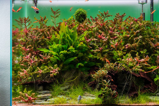 Floating Christmas Moss Ball