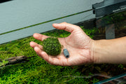 Floating Christmas Moss Ball Aquatic Plant - Buce Plant