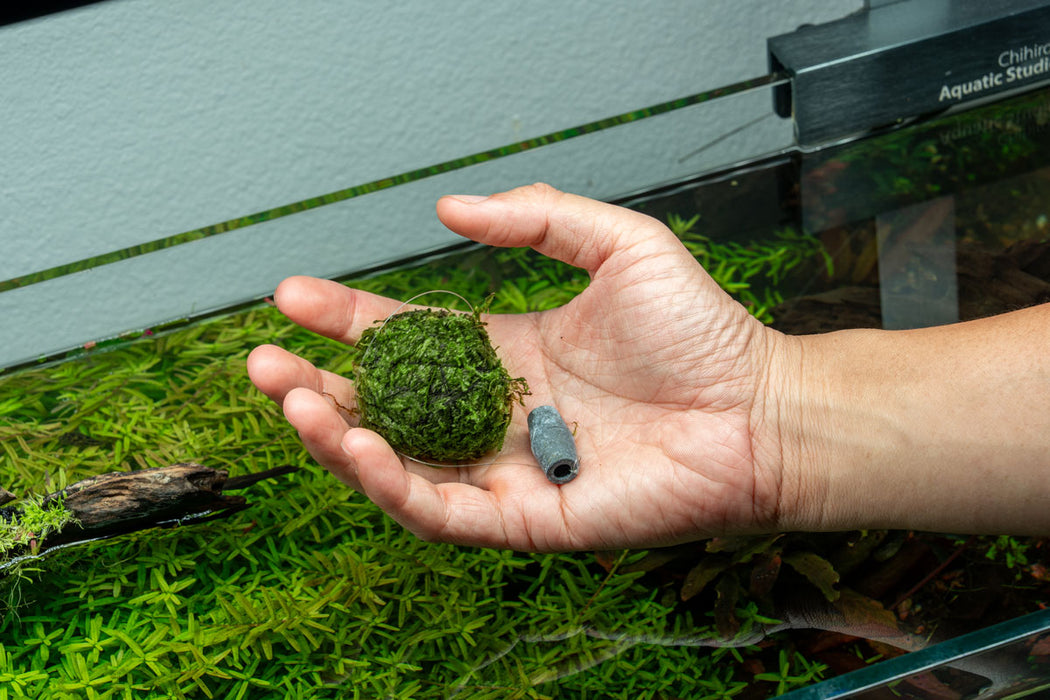 Floating Christmas Moss Ball