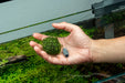 Floating Christmas Moss Ball