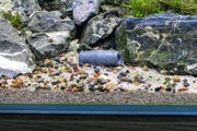 Floating Christmas Moss Ball Aquatic Plant - Buce Plant