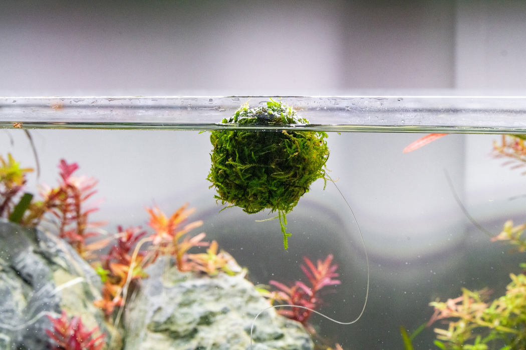 Floating Christmas Moss Ball — Buce Plant