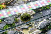 Floating Christmas Moss Ball Aquatic Plant - Buce Plant