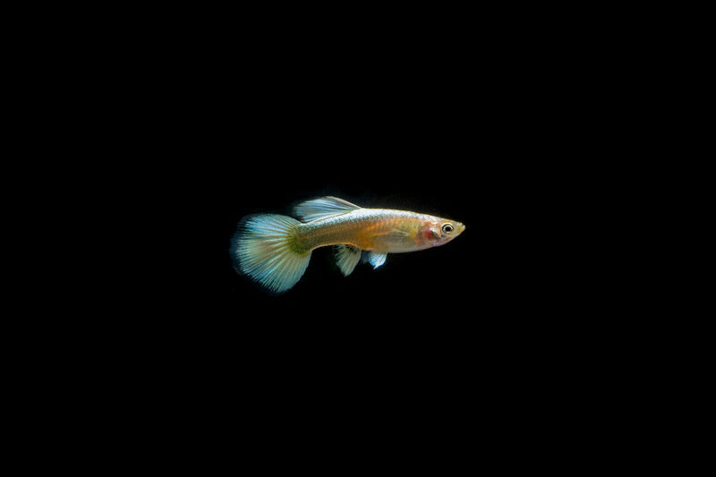 Pair of full gold guppies from CT, showcasing vibrant, bright gold coloration and elegant fish swimming together in an aquarium.
