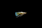 Full gold guppies breeding pair from CT, showcasing vibrant, shiny golden fish with flowing fins in an aquatic environment.
