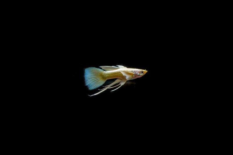 Full gold guppies breeding pair from CT, showcasing vibrant, shiny golden fish with flowing fins in an aquatic environment.