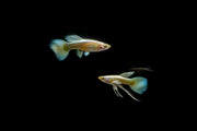 Pair of full gold guppies from CT, showcasing vibrant, shiny gold coloration in a freshwater aquarium setting.