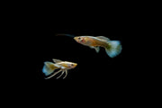 Pair of full gold guppies from CT, showcasing vibrant yellow coloration and streamlined fish shape in a clean aquatic setting.