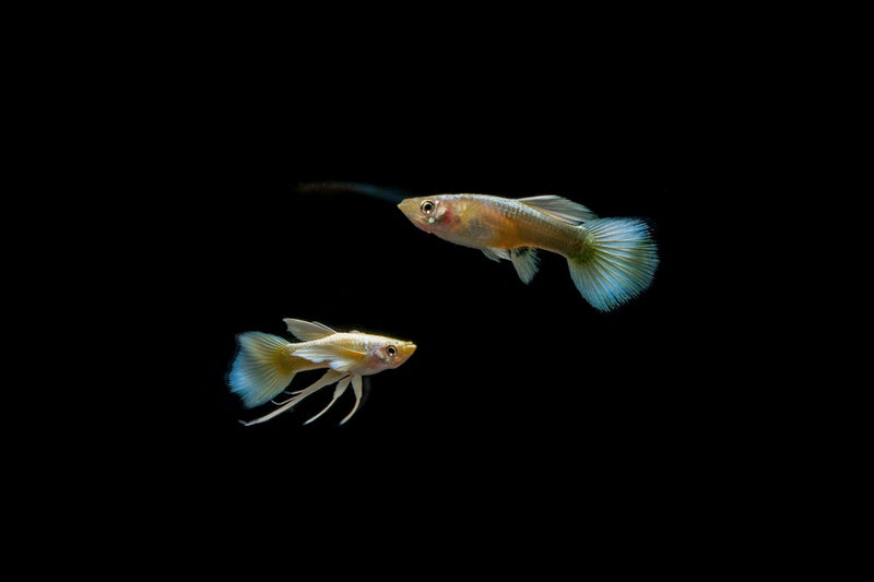 Pair of full gold guppies from CT, showcasing vibrant yellow coloration and streamlined fish shape in a clean aquatic setting.