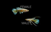 Full gold guppies breeding pair from CT, showcasing vibrant yellow coloration and graceful swimming behavior in a freshwater tank.