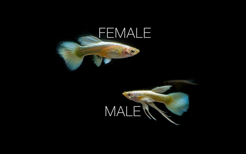 Full gold guppies breeding pair from CT, showcasing vibrant yellow coloration and graceful swimming behavior in a freshwater tank.