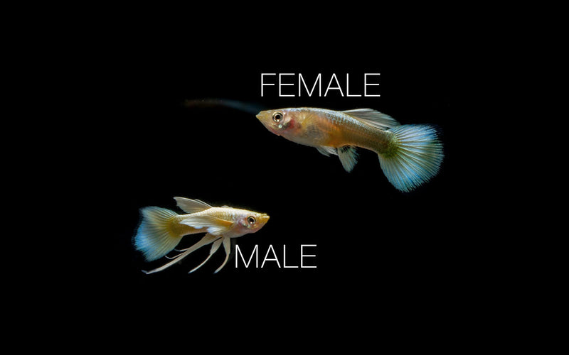 Pair of full gold guppies from CT, vibrant fish with bright gold coloration, perfect for freshwater aquariums.
