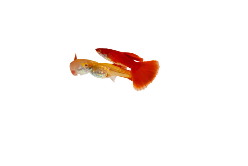 Group of full red albino guppies, vibrant freshwater fish with bright red and white coloration, swimming in an aquarium.
