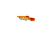 Group of full red albino guppies, vibrant fish with bright red and white coloring, swimming in an aquarium.