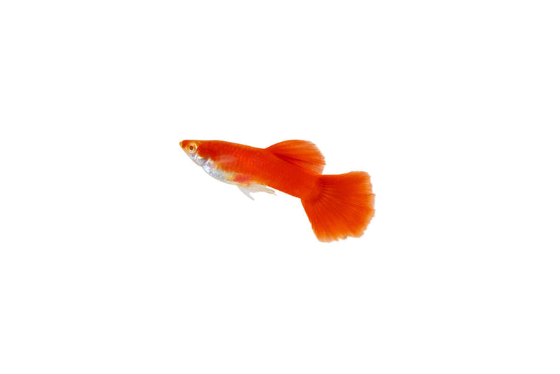 Full red albino guppies, vibrant fish with bright red and white coloration, swimming together in an aquarium.