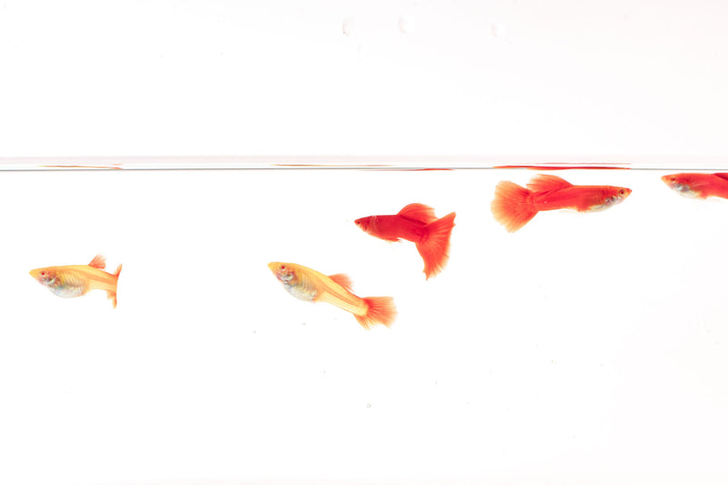 Full red albino guppies, vibrant fish with bright red and white coloration, swimming in an aquarium.