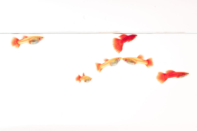 Full view of vibrant red albino guppies, freshwater fish by JA, showing their bright coloration and flowing fins in an aquarium setting.