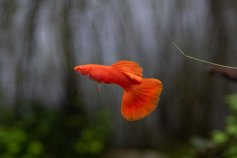 Full Red Albino Guppies, vibrant freshwater fish with bright red and white coloring, swimming in an aquarium.