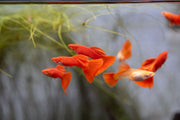 Group of full red albino guppies, vibrant freshwater fish with bright red and white coloration, in an aquatic environment.