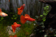 Full Red Albino Guppies