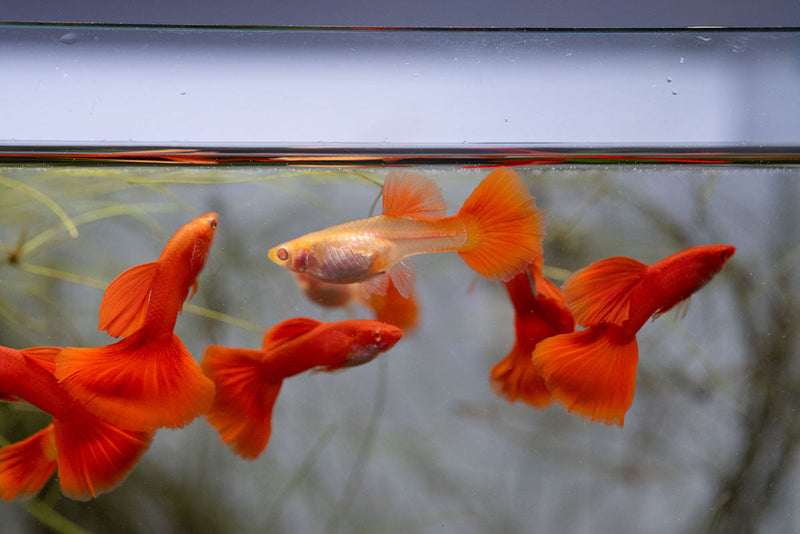 Group of full red albino guppies, vibrant freshwater fish with bright red and white coloration, swimming in clear water.