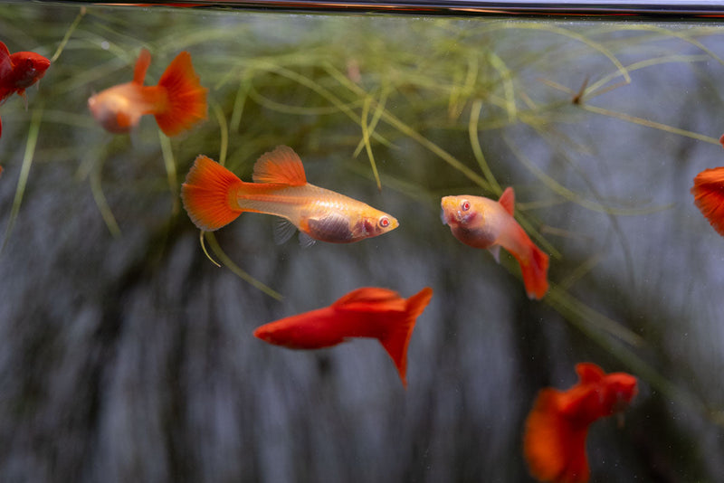 Full red albino guppies, vibrant fish with bright red and white coloration, swimming in an aquarium.