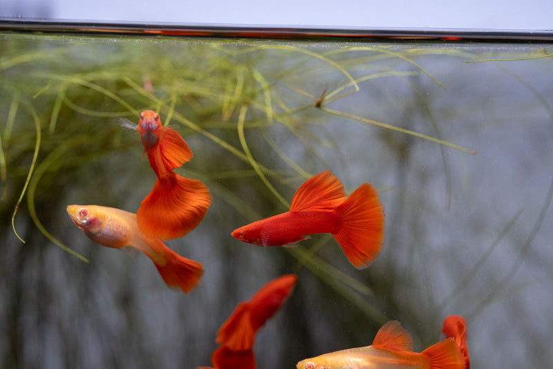 Full red albino guppies from JA, showcasing vibrant red and white fish swimming together in a clean aquarium.