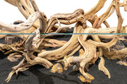 Ghost Wood Driftwood - Buce Plant