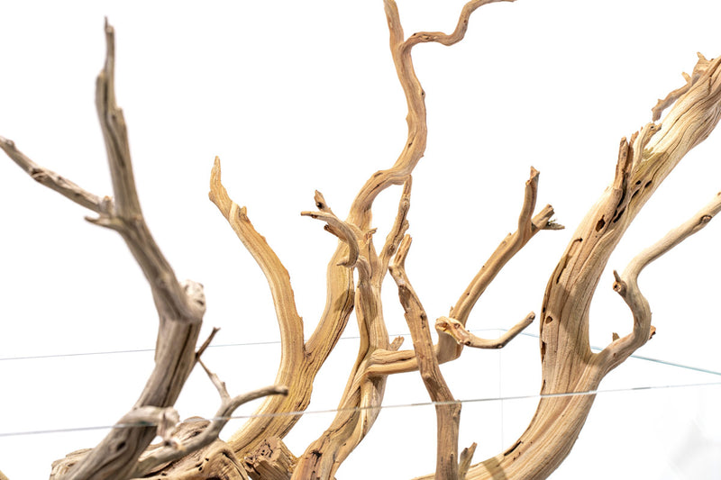 Ghost Wood Driftwood - Buce Plant