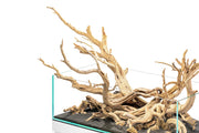Ghost Wood Driftwood - Buce Plant