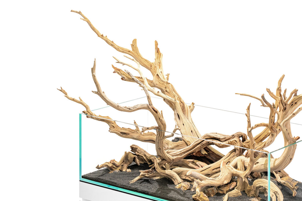Ghost Wood