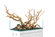 Ghost Wood Driftwood - Buce Plant