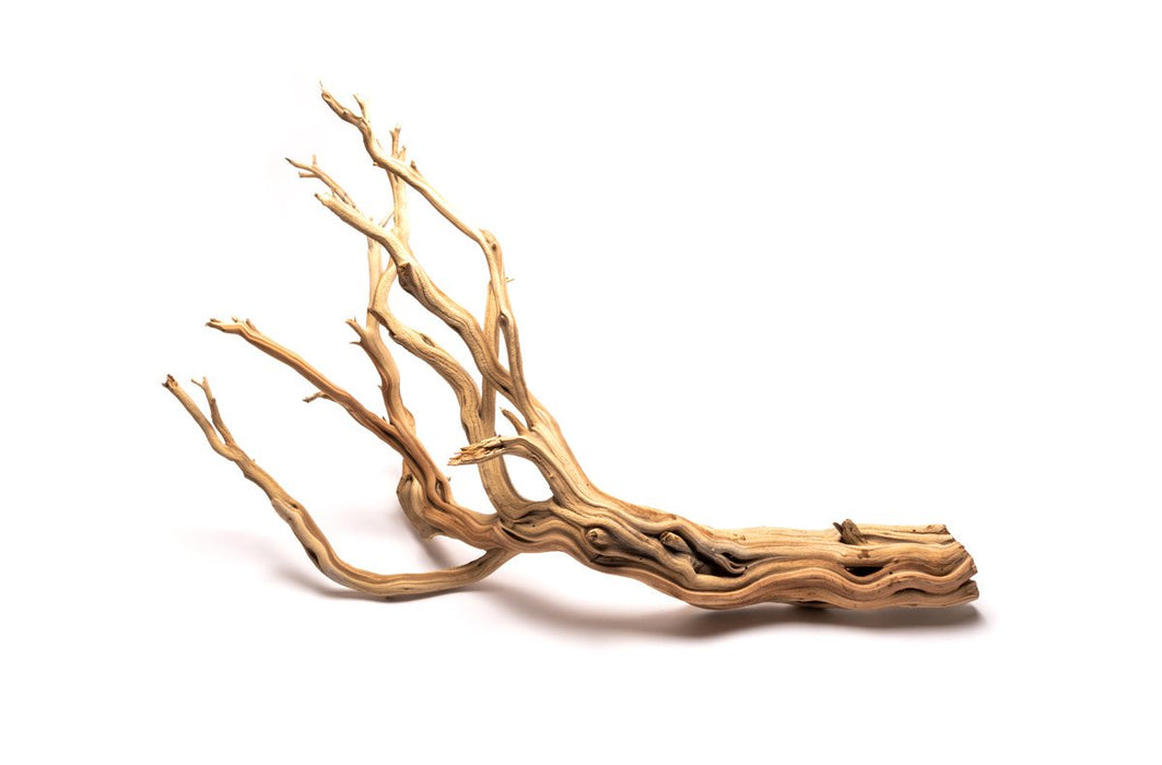 Ghost Wood