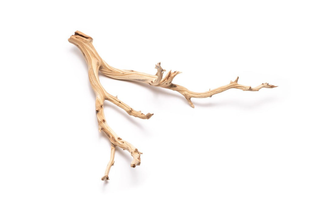 Ghost Wood
