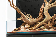 Ghost Wood Driftwood - Buce Plant