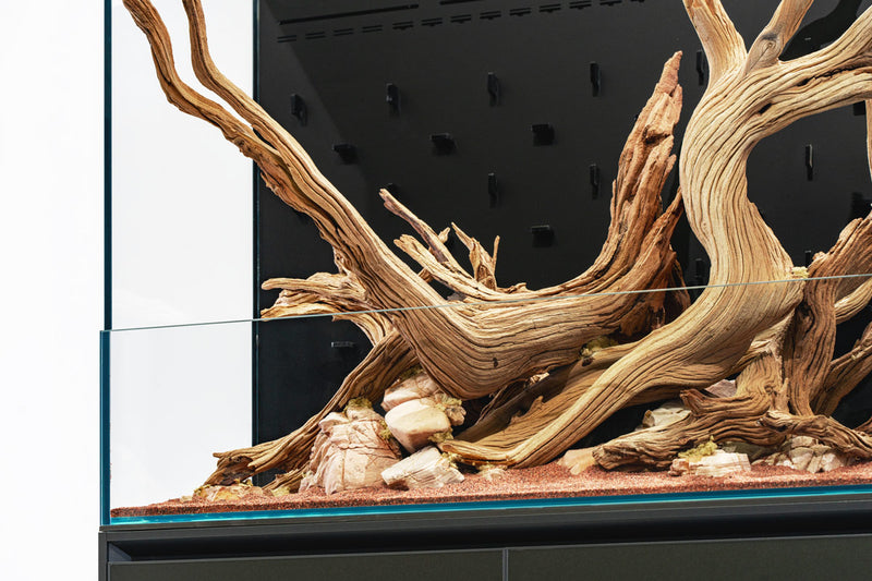 Ghost Wood Driftwood - Buce Plant