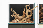 UNS 75E - Foresta Integrated Paludarium Rimless Tanks - Buce Plant