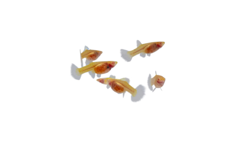 Group of Glass Belly Albino Yellow Tuxedo Guppies, vibrant freshwater fish with bright yellow and white coloration, by JA.