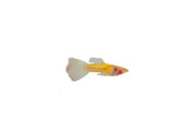 Glass Belly Albino Yellow Tuxedo Guppies, vibrant freshwater fish with striking yellow and white markings, photographed in an aquatic environment.