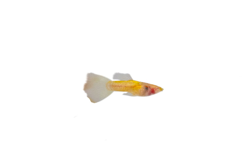 Glass Belly Albino Yellow Tuxedo Guppies, vibrant freshwater fish with striking yellow and white markings, photographed in an aquatic environment.