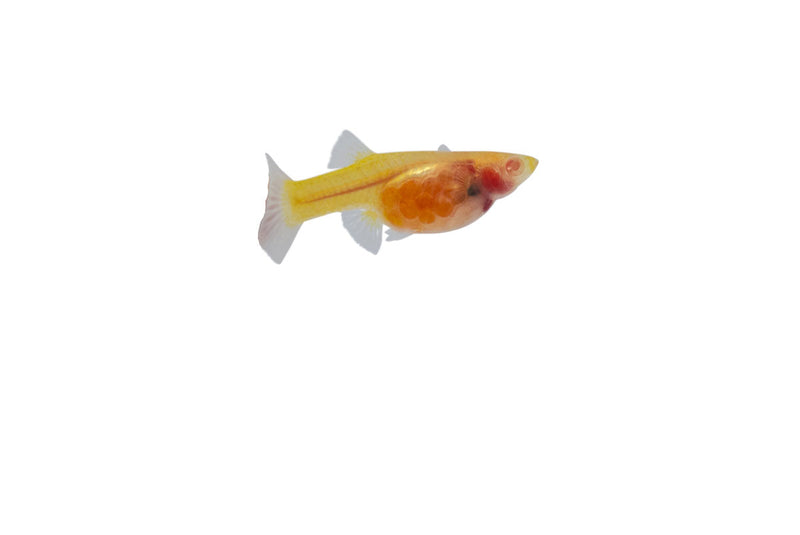 Glass Belly Albino Yellow Tuxedo Guppies, vibrant freshwater fish with yellow and white coloration, displayed in an aquarium setting.