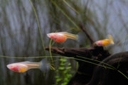 Glass Belly Albino Yellow Tuxedo Guppies, vibrant freshwater fish with distinctive yellow and white tuxedo markings